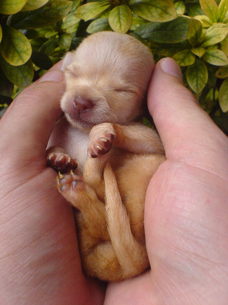 Chihuahua_puppy_001